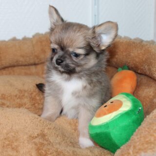 Petit mâle poils longs couleur charbonnée 🖤🐾
Né le 22/01/2026Ce petit trésor est le fils de Carmelita de la Vallée des Cèdres Bleus 🥰Trop doux, très mignon et déjà très câlin… un vrai petit cœur plein de tendresse qui adore les moments de proximité 💛✨📩 Plus d’informations en message privé
🌐 Découvrez aussi les autres chiots disponibles sur notre site :
https://elevage-chihuahuas-lof.fr/chiots-chihuahua-disponibles/#chihuahua #chiotchihuahua #poilslongs #charbonne #babychihuahua