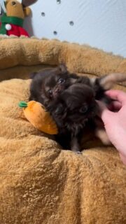 🐾 Deux petites boules d’énergie chocolat & tan 🤎Toujours en train de jouer, courir et explorer… ces deux femelles sont aussi coquines que pleines de vie 😍
Entre moments de complicité et petites bêtises, elles profitent pleinement de leur quotidien à l’élevage 🐶📍 Élevage à Billy (41)
#chihuahua #chihuahualove #chiot #puppylove #elevagecanin