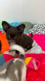 Lundi de Pâques tout en douceur dans la nurserie 🐣🌸Aujourd’hui, la vidéo met surtout à l’honneur notre petite femelle chihuahua Chocolat 🐶🤎
Curieuse, craquante et déjà très attachante… mais jamais bien loin de sa maman Pom Pom Girl, toujours là, attentive, rassurante, prête à veiller sur elle.Un joli moment de tendresse entre une maman et sa fille, comme on les aime 💕
De la douceur, des petites pattes et beaucoup d’amour à partager avec vous.Plus d’infos en message privé.
Pour voir tous les chiots actuellement disponibles rendez-vous à ce lien :
https://elevage-chihuahuas-lof.fr/chiots-chihuahua-disponibles/#Chihuahua #ChiotChihuahua #ChihuahuaLove #ElevageChihuahua #ChihuahuaLife