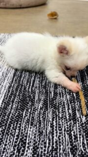 Encore une petite vidéo de notre chouchou tout blanc 🤍🐶Notre chiot chihuahua profite tranquillement de son bâton à mâcher, concentré, appliqué… et toujours aussi craquant !
On le voit grandir de jour en jour, s’affirmer, découvrir, et devenir de plus en plus mignon au fil des semaines 💕Un vrai moment de douceur comme on les aime dans la nurserie.Plus d’infos en message privé.
Pour voir tous les chiots actuellement disponibles rendez-vous à ce lien :
https://elevage-chihuahuas-lof.fr/chiots-chihuahua-disponibles/#Chihuahua #ChiotChihuahua #ChihuahuaLove #ElevageChihuahua #ChihuahuaLife