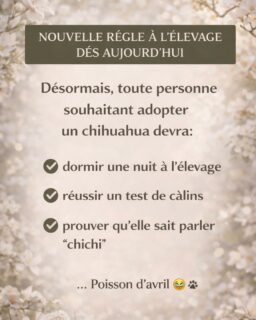 🚨 NOUVELLE RÈGLE À L’ÉLEVAGE À PARTIR D’AUJOURD’HUI 🚨Après mûre réflexion, nous avons décidé de durcir légèrement les conditions d’adoption de nos petits chichis…Désormais, toute personne souhaitant adopter devra :
✔️ Dormir une nuit à l’élevage
✔️ Réussir un test de câlins intensif
✔️ Prouver qu’elle sait parler couramment le « chichi »Nous savons… cela peut paraître exigeant.
Mais le bien-être de nos bébés passe avant tout 😌🐾…Poisson d’avril ! 😂On garde quand même le test de câlins, on ne plaisante pas avec ça.#PoissonDAvril #ChihuahuaLove #ElevagePassion #ChichiAddict #humourdujour
