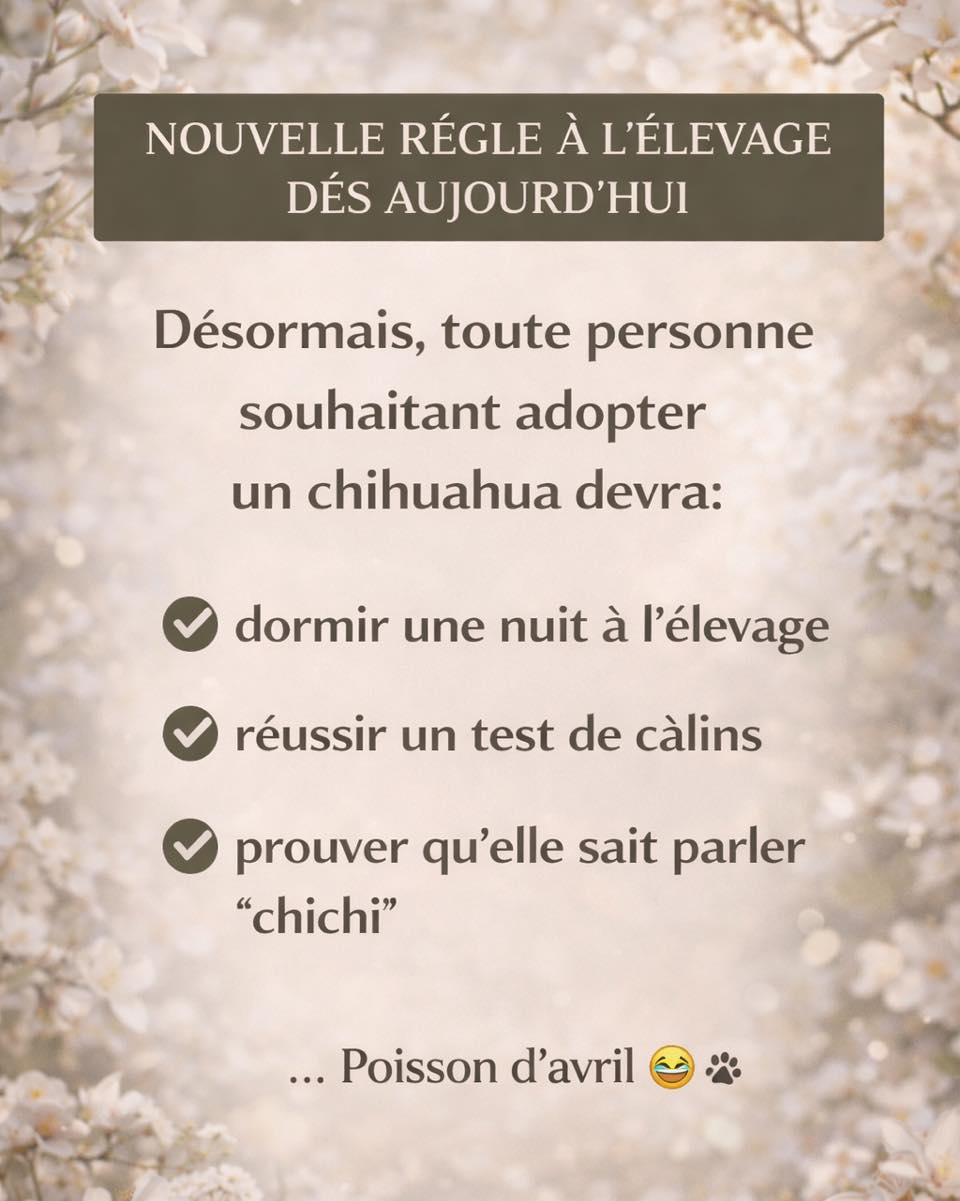 🚨 NOUVELLE RÈGLE À L’ÉLEVAGE À PARTIR D’AUJOURD’HUI 🚨Après mûre réflexion, nous avons décidé de durcir légèrement les conditions d’adoption de nos petits chichis…Désormais, toute personne souhaitant adopter devra :
✔️ Dormir une nuit à l’élevage
✔️ Réussir un test de câlins intensif
✔️ Prouver qu’elle sait parler couramment le « chichi »Nous savons… cela peut paraître exigeant.
Mais le bien-être de nos bébés passe avant tout 😌🐾…Poisson d’avril ! 😂On garde quand même le test de câlins, on ne plaisante pas avec ça.#PoissonDAvril #ChihuahuaLove #ElevagePassion #ChichiAddict #humourdujour