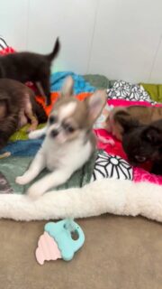 C’est la fête dans la nurserie 🎉🐶Ça court, ça joue, ça se chamaille, ça découvre… bref, la vraie vie de chiots chihuahuas en pleine forme !
Un joyeux bazar rempli de petites pattes, de curiosité et de bonne humeur 💛Des moments spontanés qu’on adore voir chaque jour… et encore plus partager avec vous.Plus d’infos en message privé.
Pour voir tous les chiots actuellement disponibles rendez-vous à ce lien :
https://elevage-chihuahuas-lof.fr/chiots-chihuahua-disponibles/#Chihuahua #ChiotChihuahua #ChihuahuaLove #NurserieChihuahua #ChihuahuaLife