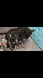 Notre petite Chocolat est la photocopie de sa maman Pom Pom Girl de la Vallée des Cèdres Bleues 🤎🐶Même regard, même douceur, même petite bouille attendrissante… la ressemblance est frappante 🥰
Dans cette vidéo, elles partagent d’ailleurs un moment tendre et vraiment craquant, tout en complicité.Un instant tout doux comme on les aime dans la nurserie 💕Plus d’infos en message privé.
Pour voir tous les chiots actuellement disponibles rendez-vous à ce lien :
https://elevage-chihuahuas-lof.fr/chiots-chihuahua-disponibles/#Chihuahua #ChiotChihuahua #ChihuahuaLove #ElevageChihuahua #ChihuahuaLife