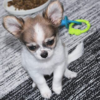 Voici la belle BRIDGET 🐶✨Une petite merveille à la robe tachetée, née le 22/01/2026, qui attire tous les regards par sa douceur et ses magnifiques yeux clairs.
Un regard expressif, une présence très délicate… BRIDGET dégage déjà beaucoup de tendresse 💛Sa maman est Carmélita, dont elle a hérité toute la douceur et l’élégance.Un vrai petit bijou de la nurserie, pleine de charme et de sérénité.Plus d’infos en message privé.
Pour voir tous les chiots actuellement disponibles rendez-vous à ce lien :
https://elevage-chihuahuas-lof.fr/chiots-chihuahua-disponibles/#Chihuahua #ChiotChihuahua #ChihuahuaLove #ElevageChihuahua #ChihuahuaLife