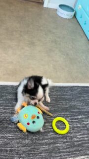 Rien ne peut perturber Bosley et son bâton à mâcher 😅🐶Concentré, appliqué, dans sa petite bulle… le reste du monde peut bien s’agiter autour de lui !
Un vrai moment de calme au milieu de l’ambiance joyeuse de la nurserie 💛Plus d’infos en message privé.
Pour voir tous les chiots actuellement disponibles rendez-vous à ce lien :
https://elevage-chihuahuas-lof.fr/chiots-chihuahua-disponibles/#Chihuahua #ChiotChihuahua #ChihuahuaLove #ElevageChihuahua #ChihuahuaLife