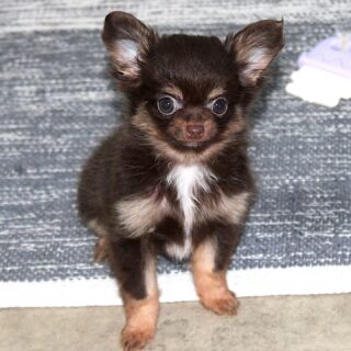 Carrousel photo de notre petite charmeuse Baboo 🤎🐶Née le 24 janvier, elle aura déjà 3 mois dans une dizaine de jours 🤗
Cette beauté chocolat et tan, petit gabarit, est un amour au quotidien : aussi joyeuse, joueuse que câline.Un vrai petit rayon de soleil dans la nurserie, pleine de vie et de tendresse 💛N’hésitez pas à nous contacter en privé pour plus d’infos ☺️#Chihuahua #ChiotChihuahua #ChihuahuaLove #ElevageChihuahua #ChihuahuaLife