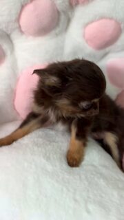 La belle Baboo, toute câline et un peu timide devant la caméra 🥰🐶Mais dès qu’il s’agit de câlins et de caresses, elle est la première à en profiter 💛
Une vraie petite princesse chocolat et tan, pleine de douceur et de tendresse.Plus d’infos en message privé.
Pour voir tous les chiots actuellement disponibles rendez-vous à ce lien :
https://elevage-chihuahuas-lof.fr/chiots-chihuahua-disponibles/#Chihuahua #ChiotChihuahua #ChihuahuaLove #ElevageChihuahua #ChihuahuaLife