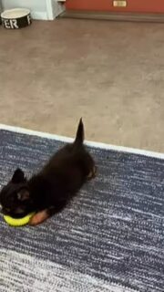 Baboo, la petite chipie noire et feu, joue de son charme 🐶🖤🔥Une vraie coquine, pleine de malice et déjà très expressive.
Impossible de lui résister avec sa bouille espiègle et son regard craquant 💛Un petit caractère bien affirmé comme on les aime dans la nurserie.Plus d’infos en message privé.
Pour voir tous les chiots actuellement disponibles rendez-vous à ce lien :
https://elevage-chihuahuas-lof.fr/chiots-chihuahua-disponibles/#Chihuahua #ChiotChihuahua #ChihuahuaLove #ElevageChihuahua #ChihuahuaLife