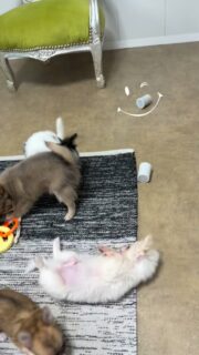 La vie est belle dans la nurserie 🐶✨Un petit moment paisible à filmer nos petits loulous qui ont bien grandi…
Plus posés, plus curieux, et toujours aussi attendrissants 💛Des instants simples, remplis de douceur, qu’on aime capturer et partager avec vous.Plus d’infos en message privé.
Pour voir tous les chiots actuellement disponibles rendez-vous à ce lien :
https://elevage-chihuahuas-lof.fr/chiots-chihuahua-disponibles/#Chihuahua #ChiotChihuahua #ChihuahuaLove #ElevageChihuahua #ChihuahuaLife