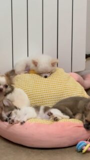 Un peu de tendresse pour bien entamer la soirée… avant le fameux coup de folie de 22h 😅🐶✨Les bébés profitent d’un moment de sieste et de repos bien mérité après une belle journée de jeux et de petites bêtises 👀💛
Mais on sait déjà que dans un petit moment, la nurserie va s’animer : ça va courir, sauter et jouer dans tous les sens juste avant le grand dodo !Des scènes de vie qu’on adore observer et partager.Plus d’infos en message privé.
Pour voir tous les chiots actuellement disponibles rendez-vous à ce lien :
https://elevage-chihuahuas-lof.fr/chiots-chihuahua-disponibles/#Chihuahua #ChiotChihuahua #ChihuahuaLove #NurserieChihuahua #ChihuahuaLife