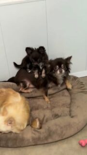 On est si bien avec maman juste à côté 🤗🐶Dans la nurserie, les mamans ne sont jamais loin… toujours présentes, rassurantes, attentives au moindre petit mouvement 💛Un moment tout doux, plein de tendresse, qu’on adore filmer et partager.Plus d’infos en message privé.
Pour voir tous les chiots actuellement disponibles rendez-vous à ce lien :
https://elevage-chihuahuas-lof.fr/chiots-chihuahua-disponibles/#Chihuahua #ChiotChihuahua #ChihuahuaLove #NurserieChihuahua #ChihuahuaLife