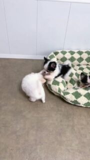 Moment jeu tout en fraternité dans la nurserie 🐶💛Les deux frères, Bosley noir et blanc et Boo tout blanc, s’amusent comme des petits fous, entre courses, chamailleries et complicité.
Pendant ce temps, leur sœur Baia profite tranquillement de son bâton à mâcher, posée, imperturbable… chacun son activité 😄Une scène de vie pleine de naturel qu’on adore observer au quotidien.Plus d’infos en message privé.
Pour voir tous les chiots actuellement disponibles rendez-vous à ce lien :
https://elevage-chihuahuas-lof.fr/chiots-chihuahua-disponibles/#Chihuahua #ChiotChihuahua #ChihuahuaLove #ElevageChihuahua #ChihuahuaLife