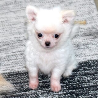 Le beau Boo a bien grandi 🐶🤍Sa fourrure toute blanche est de plus en plus magnifique et lui donne un charme fou 🥰
Il fêtera ses 3 mois ce dimanche, déjà !N’hésitez pas à nous contacter en privé pour avoir plus d’infos sur cette petite merveille.Pour voir tous les chiots actuellement disponibles rendez-vous à ce lien :
https://elevage-chihuahuas-lof.fr/chiots-chihuahua-disponibles/#Chihuahua #ChiotChihuahua #ChihuahuaLove #ElevageChihuahua #ChihuahuaLife