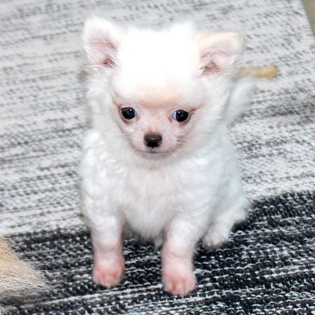 Le beau Boo a bien grandi 🐶🤍Sa fourrure toute blanche est de plus en plus magnifique et lui donne un charme fou 🥰
Il fêtera ses 3 mois ce dimanche, déjà !N’hésitez pas à nous contacter en privé pour avoir plus d’infos sur cette petite merveille.Pour voir tous les chiots actuellement disponibles rendez-vous à ce lien :
https://elevage-chihuahuas-lof.fr/chiots-chihuahua-disponibles/#Chihuahua #ChiotChihuahua #ChihuahuaLove #ElevageChihuahua #ChihuahuaLife