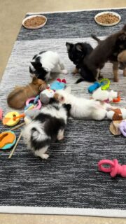 À chacun son bâton… et à chacun son doudou 😅🐶Dans la nurserie, chacun a ses petites habitudes :
certains mâchouillent tranquillement, d’autres préfèrent câliner leur doudou 💛Des scènes simples, naturelles, et tellement attendrissantes à regarder.Plus d’infos en message privé.
Pour voir tous les chiots actuellement disponibles rendez-vous à ce lien :
https://elevage-chihuahuas-lof.fr/chiots-chihuahua-disponibles/#Chihuahua #ChiotChihuahua #ChihuahuaLove #ElevageChihuahua #ChihuahuaLife