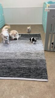 Vidéo de Pimprenelle de la Vallée des Cèdres Bleues et de sa petite tribu 🐶✨Ils sont tellement mignons et ont déjà bien grandi…
On les voit s’éveiller, jouer et évoluer un peu plus chaque jour 💛Un joli moment de vie dans la nurserie, plein de douceur et de tendresse.Plus d’infos en message privé.
Pour voir tous les chiots actuellement disponibles rendez-vous à ce lien :
https://elevage-chihuahuas-lof.fr/chiots-chihuahua-disponibles/#Chihuahua #ChiotChihuahua #ChihuahuaLove #NurserieChihuahua #ChihuahuaLife