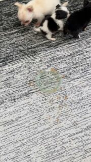 Encore mieux que le lave-vaisselle 🤣🐶Dans la nurserie, certains petits experts s’occupent du “nettoyage” avec application et enthousiasme !
Des scènes pleines de malice qui nous font toujours sourire 💛Plus d’infos en message privé.
Pour voir tous les chiots actuellement disponibles rendez-vous à ce lien :
https://elevage-chihuahuas-lof.fr/chiots-chihuahua-disponibles/#Chihuahua #ChiotChihuahua #ChihuahuaLove #NurserieChihuahua #ChihuahuaLife