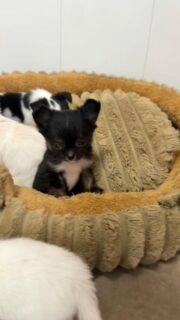 Réveil difficile, encore un peu dans les vapes pour notre petite beauté miniature noire 😅🐶Les yeux mi-clos, elle émerge tout doucement avant de commencer sa journée pleine de découvertes 💛
Trop craquante même au saut du lit 🥰Plus d’infos en message privé.
Pour voir tous les chiots actuellement disponibles rendez-vous à ce lien :
https://elevage-chihuahuas-lof.fr/chiots-chihuahua-disponibles/#Chihuahua #ChiotChihuahua #ChihuahuaLove #NurserieChihuahua #ChihuahuaLife