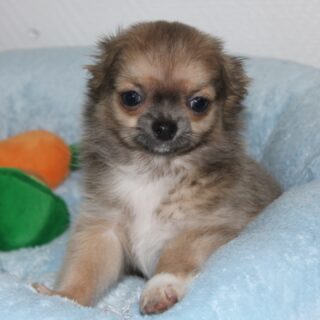 Photoshoot du merveilleux et adorable Bob 🐶📸Ce petit chiot charbonné est une vraie crème, d’une gentillesse absolue.
Si calme, si doux, si câlin… c’est presque indescriptible 😍💛Un petit amour comme on en voit rarement, plein de tendresse.Plus d’infos en message privé.
Pour voir tous les chiots actuellement disponibles rendez-vous à ce lien :
https://elevage-chihuahuas-lof.fr/chiots-chihuahua-disponibles/#Chihuahua #ChiotChihuahua #ChihuahuaLove #ElevageChihuahua #ChihuahuaLife