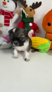 Notre petit chouchou charbonné / noir et blanc fait sa première vidéo solo 🐶✨Un vrai petit sucre d’orge 😍🥹
Déjà plein de charme, de douceur et tellement attachant… impossible de ne pas craquer devant sa bouille.Plus d’infos en message privé.
Pour voir tous les chiots actuellement disponibles rendez-vous à ce lien :
https://elevage-chihuahuas-lof.fr/chiots-chihuahua-disponibles/#Chihuahua #ChiotChihuahua #ChihuahuaLove #ElevageChihuahua #ChihuahuaLife