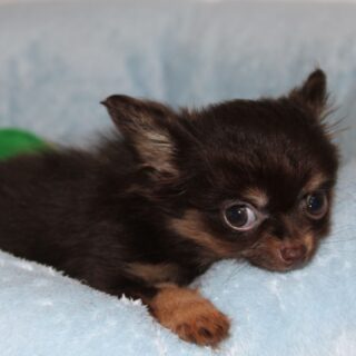 Photoshoot de la magnifique et attendrissante Baboo 🤎📸Cette beauté chocolat et tan, petit gabarit, fêtera ses 3 mois cette semaine 🥰
Véritable portrait craché de sa maman, elle est déjà très expressive et pleine de douceur.À l’âge adulte, elle fera environ entre 1,5 et 1,8 kg.
Tellement attachante, câline et agréable au quotidien… un vrai petit bonheur 💛Plus d’infos en message privé.
Pour voir tous les chiots actuellement disponibles rendez-vous à ce lien :
https://elevage-chihuahuas-lof.fr/chiots-chihuahua-disponibles/#Chihuahua #ChiotChihuahua #ChihuahuaLove #ElevageChihuahua #ChihuahuaLife