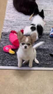 Petit focus matinal en vidéo sur la belle et gracieuse Bridget de la Vallée des Cèdres Bleus 🐶✨Cette beauté tachetée aura 3 mois la semaine prochaine.
Elle est d’une douceur incroyable, très câline, avec un regard qui fait fondre 💛Un moment tout tendre pour bien commencer la journée.Plus d’infos en message privé.
Pour voir tous les chiots actuellement disponibles rendez-vous à ce lien :
https://elevage-chihuahuas-lof.fr/chiots-chihuahua-disponibles/#Chihuahua #ChiotChihuahua #ChihuahuaLove #ElevageChihuahua #ChihuahuaLife