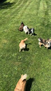 It’s a beautiful day à l’élevage ☀️🐶Les femelles profitent du grand terrain, du soleil et de ce moment de liberté en plein air.
Détente, exploration et bien-être au programme 💛Plus d’infos en message privé.
Pour voir tous les chiots actuellement disponibles rendez-vous à ce lien :
https://elevage-chihuahuas-lof.fr/chiots-chihuahua-disponibles/#Chihuahua #ChihuahuaLove #ElevageChihuahua #VieDeChien #ChihuahuaLife