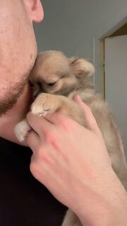 Moment super câlin avec le magnifique Bob 🐶💛Un vrai petit amour, plein de tendresse, toujours partant pour des instants tout doux et réconfortants.
Il aura 3 mois le 22 avril, déjà !Plus d’infos en message privé.
Pour voir tous les chiots actuellement disponibles rendez-vous à ce lien :
https://elevage-chihuahuas-lof.fr/chiots-chihuahua-disponibles/#Chihuahua #ChiotChihuahua #ChihuahuaLove #ElevageChihuahua #ChihuahuaLife