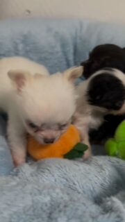 On vous présente nos 3 chihuahuas miniatures 🐶✨Un tout blanc, un tout noir et un noir et blanc… trois petites merveilles, toutes différentes et toutes aussi craquantes 🖤🤍
Pleins de vie, de malice et déjà très attachants.Impossible de ne pas fondre devant ces petites bouilles 💛Plus d’infos en message privé.
Pour voir tous les chiots actuellement disponibles rendez-vous à ce lien :
https://elevage-chihuahuas-lof.fr/chiots-chihuahua-disponibles/#Chihuahua #ChiotChihuahua #ChihuahuaLove #ElevageChihuahua #ChihuahuaLife