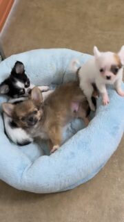 Vidéo de Bob en pleine séduction 🐶💛Avec sa bouille d’amour et son joli pelage charbonné, il est tout simplement irrésistible 🥰
Un vrai petit charmeur, naturel et attendrissant.(Et ne faites pas attention au coussin un peu sale 😅… ça, c’est la vraie vie de chiots pleins de vie qui apprennent à manger la pâtée et qui en mettent partout 👀🤣)Plus d’infos en message privé.
Pour voir tous les chiots actuellement disponibles rendez-vous à ce lien :
https://elevage-chihuahuas-lof.fr/chiots-chihuahua-disponibles/#Chihuahua #ChiotChihuahua #ChihuahuaLove #VieDeChiot #ChihuahuaLife