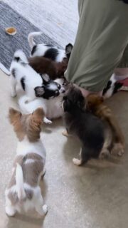 Les piranhas sont de retour 👀🤣🐶Ils adorent tirer sur les lacets des pantalons… impossible de leur résister 😅
Un petit jeu qu’ils prennent très au sérieux dans la nurserie !Des scènes pleines de vie et de malice qu’on adore partager 💛Plus d’infos en message privé.
Pour voir tous les chiots actuellement disponibles rendez-vous à ce lien :
https://elevage-chihuahuas-lof.fr/chiots-chihuahua-disponibles/#Chihuahua #ChiotChihuahua #ChihuahuaLove #NurserieChihuahua #ChihuahuaLife