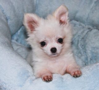 Boo est un adorable Chihuahua à poils longs, tout blanc, né le 19 janvier 2026.
Il vient tout juste d’avoir 3 mois et évolue chaque jour dans un cadre familial attentif à sa socialisation et à son bien-être.Curieux, doux et très proche de l’humain, Boo aime déjà les moments de câlins autant que les petites explorations autour de lui 🐶📍 Élevage Chihuahua LOF situé à Billy dans le Loir-et-Cher (41)
🚗 Accompagnement possible vers sa nouvelle famille partout en France👉 Découvrez également les autres chiots actuellement disponibles :
https://elevage-chihuahuas-lof.fr/chiots-chihuahua-disponibles/📩 N’hésitez pas à nous écrire en message privé pour échanger#chihuahua #chiot #elevagechihuahua #puppylove #doglovers