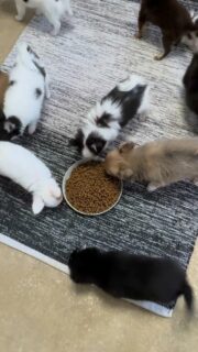 Miam miam… c’est l’heure du repas dans la nurserie 🐶🍽️Tout le monde est bien concentré, petites truffes dans les gamelles, un vrai moment sérieux et appliqué 💛
Après ça, place à la sieste bien méritée !Plus d’infos en message privé.
Pour voir tous les chiots actuellement disponibles rendez-vous à ce lien :
https://elevage-chihuahuas-lof.fr/chiots-chihuahua-disponibles/#Chihuahua #ChiotChihuahua #ChihuahuaLove #NurserieChihuahua #ChihuahuaLife