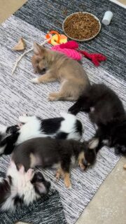 C’est la sieste générale à la nurserie 🐶💤Après les jeux, les découvertes et les petites bêtises, tout le monde profite d’un repos bien mérité 💛
Un moment calme, paisible et tellement attendrissant à observer.Plus d’infos en message privé.
Pour voir tous les chiots actuellement disponibles rendez-vous à ce lien :
https://elevage-chihuahuas-lof.fr/chiots-chihuahua-disponibles/#Chihuahua #ChiotChihuahua #ChihuahuaLove #NurserieChihuahua #ChihuahuaLife