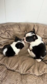 Nos deux frères noir et blanc qui se font plein de bisous d’amour 🖤🤍🐶Un moment trop mignon, plein de complicité et de tendresse, comme on les aime 💛
Impossible de ne pas fondre devant une telle scène.Plus d’infos en message privé.
Pour voir tous les chiots actuellement disponibles rendez-vous à ce lien :
https://elevage-chihuahuas-lof.fr/chiots-chihuahua-disponibles/#Chihuahua #ChiotChihuahua #ChihuahuaLove #ElevageChihuahua #ChihuahuaLife