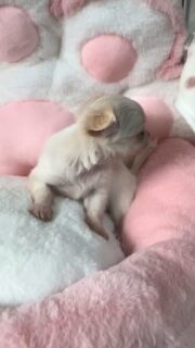 La petite princesse blanche et crème de Pimprenelle 🐶✨Une vraie petite merveille, toute mignonne, qui s’affirme un peu plus chaque jour.
Déjà pleine de charme, de douceur et de personnalité 💛Plus d’infos en message privé.
Pour voir tous les chiots actuellement disponibles rendez-vous à ce lien :
https://elevage-chihuahuas-lof.fr/chiots-chihuahua-disponibles/#Chihuahua #ChiotChihuahua #ChihuahuaLove #NurserieChihuahua #ChihuahuaLife