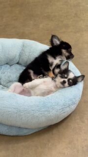 Dur dur le réveil pour nos deux chiots 🐶😴Les petits yeux encore tout endormis, ils émergent doucement avant de démarrer une nouvelle journée pleine de jeux et de découvertes 💛
Pour voir tous les chiots actuellement disponibles rendez-vous à ce lien :
https://elevage-chihuahuas-lof.fr/chiots-chihuahua-disponibles/#Chihuahua #ChiotChihuahua #ChihuahuaLove #NurserieChihuahua #ChihuahuaLife