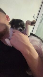 Le comeback d’Ariel, la pot de colle internationale 🤣🐶Toujours collée à nous, toujours en demande de câlins, impossible de faire un pas sans elle 💛
Un vrai petit amour débordant d’affection.#Chihuahua #ChihuahuaLove #ElevageChihuahua #VieDeChien #ChihuahuaLife