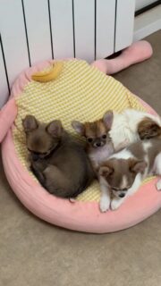 Les petits anges de la nurserie 🐶✨Des bouilles pleines de douceur, de calme et de tendresse qui font fondre les cœurs 💛
Des moments paisibles qu’on adore partager avec vous.Plus d’infos en message privé.
Pour voir tous les chiots actuellement disponibles rendez-vous à ce lien :
https://elevage-chihuahuas-lof.fr/chiots-chihuahua-disponibles/#Chihuahua #ChiotChihuahua #ChihuahuaLove #NurserieChihuahua #ChihuahuaLife