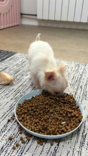 Miam miam… c’est la régalade avec les croquettes 🐶🍽️Petite truffe bien plongée dans la gamelle, ce chichi se régale dans le calme et la concentration 💛
Un moment toujours aussi satisfaisant à observer.Plus d’infos en message privé.
Pour voir tous les chiots actuellement disponibles rendez-vous à ce lien :
https://elevage-chihuahuas-lof.fr/chiots-chihuahua-disponibles/#Chihuahua #ChiotChihuahua #ChihuahuaLove #NurserieChihuahua #ChihuahuaLife