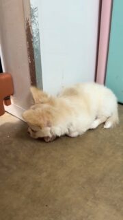 Petite vidéo de notre coquin blanc et crème, le bébé de Pimprenelle 🐶✨Très curieux, joueur et déjà plein de malice, c’est un vrai plaisir de le voir grandir et s’affirmer un peu plus chaque jour 💛Un petit bout plein de vie qu’on adore observer dans la nurserie.Plus d’infos en message privé.
Pour voir tous les chiots actuellement disponibles rendez-vous à ce lien :
https://elevage-chihuahuas-lof.fr/chiots-chihuahua-disponibles/#Chihuahua #ChiotChihuahua #ChihuahuaLove #NurserieChihuahua #ChihuahuaLife