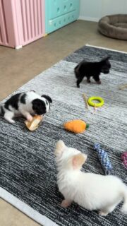 Let’s play à la nurserie avec les petits loulous tout mignons 🐶🎉Ça court, ça découvre, ça s’amuse dans tous les sens… un vrai moment de joie et de bonne humeur 💛
Des scènes pleines de vie qu’on adore partager.Plus d’infos en message privé.
Pour voir tous les chiots actuellement disponibles rendez-vous à ce lien :
https://elevage-chihuahuas-lof.fr/chiots-chihuahua-disponibles/#Chihuahua #ChiotChihuahua #ChihuahuaLove #NurserieChihuahua #ChihuahuaLife