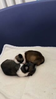 Nos deux petites merveilles bicolores, un mâle et une femelle 🐶🤍Ils auront à peine 1 mois le 16 mai et les voilà déjà blottis l’un contre l’autre pour une sieste paisible 💛
Pendant que maman veille, jamais bien loin, sur ses deux petits trésors.Un moment tout doux, rempli de tendresse.Plus d’infos en message privé.
Pour voir tous les chiots actuellement disponibles rendez-vous à ce lien :
https://elevage-chihuahuas-lof.fr/chiots-chihuahua-disponibles/#Chihuahua #ChiotChihuahua #ChihuahuaLove #NurserieChihuahua #chihuahualife