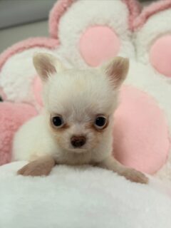 Petit shooting de notre petit chichi blanc crème 🐶📸Petit gabarit né le 4 mars 2026, il a déjà plus de 2 mois et reste toujours aussi petit et attachant 💛
Un vrai petit cœur qui fait fondre tout le monde.Plus d’infos en message privé.
Pour voir tous les chiots actuellement disponibles rendez-vous à ce lien :
https://elevage-chihuahuas-lof.fr/chiots-chihuahua-disponibles/#Chihuahua #ChiotChihuahua #ChihuahuaLove #ElevageChihuahua #ChihuahuaLife