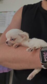 Tellement craquant ce petit chichi tout blanc 🐶🤍Bien posé sur mon bras, il profite pleinement de ce moment câlin qu’il adore tant 💛
Un petit amour tout doux, apaisant et tellement attachant.Plus d’infos en message privé.
Pour voir tous les chiots actuellement disponibles rendez-vous à ce lien :
https://elevage-chihuahuas-lof.fr/chiots-chihuahua-disponibles/#Chihuahua #ChiotChihuahua #ChihuahuaLove #ElevageChihuahua #chihuahualife