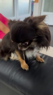 Vidéo de notre mâle adulte chocolat et tan Umour 🐶🤎Le plus beau 🥰🥰🥰
Un vrai séducteur qui fait craquer tout le monde avec son charme naturel et son regard irrésistible 🤣❤️
#Chihuahua #ChihuahuaLove #ElevageChihuahua #VieDeChien #ChihuahuaLife