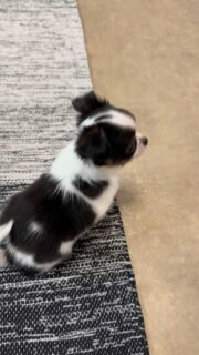 Vidéo de notre tout mignon chiot mâle noir et blanc 🐶🖤🤍
Une idée de prénom pour ce beau bébé ?! 😍
Né le 15 mars 2026, il est tellement craquant et attachant.
Très joueur, très câlin, avec déjà une belle petite personnalité 💛Plus d’infos en message privé.
Pour voir tous les chiots actuellement disponibles rendez-vous à ce lien :
https://elevage-chihuahuas-lof.fr/chiots-chihuahua-disponibles/#Chihuahua #ChiotChihuahua #ChihuahuaLove #ElevageChihuahua #ChihuahuaLife