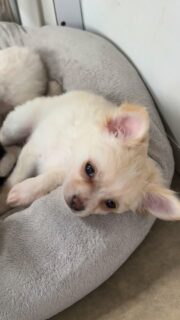 Vidéo de Birddy, notre mâle blanc et crème né le 4 mars 2026 🐶🤍Tout doux, tranquillement allongé sur son coussin, il profite d’un moment calme.
Très câlin, posé et apaisant… un vrai petit amour ❤️#Chihuahua #ChiotChihuahua #ChihuahuaLove #ElevageChihuahua #ChihuahuaLife