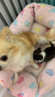 Vidéo de la belle maman Rachel et de son petit bébé charbonné et blanc 🐶💛Un magnifique moment d’amour et de tendresse entre une maman attentive et son petit trésor.
Des instants tout doux qui réchauffent le cœur.#Chihuahua #ChiotChihuahua #ChihuahuaLove #ElevageChihuahua #ChihuahuaLife